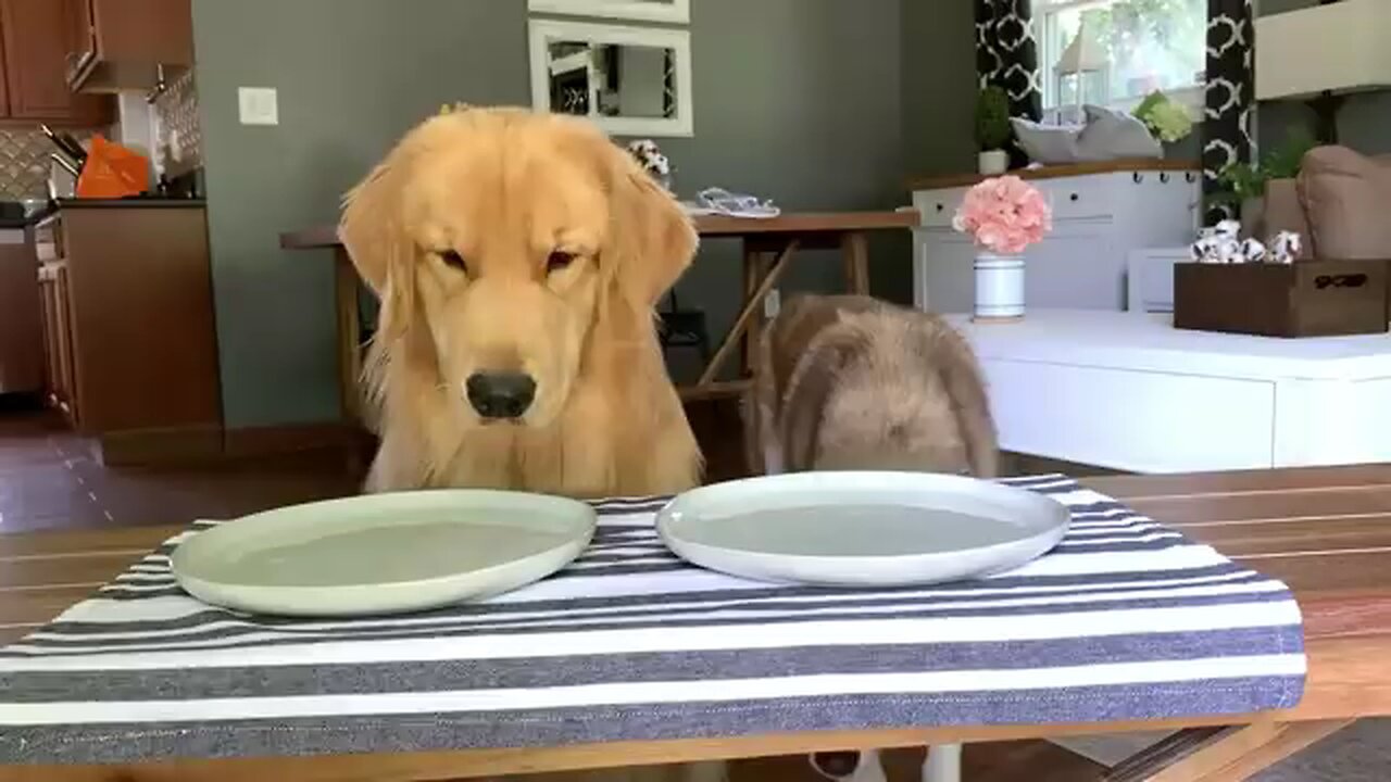 Dog Reviews Food With Husky!