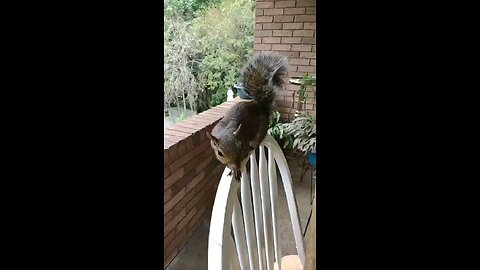My sweet lovely Mika The Squirrel 🐿️❤️🐾