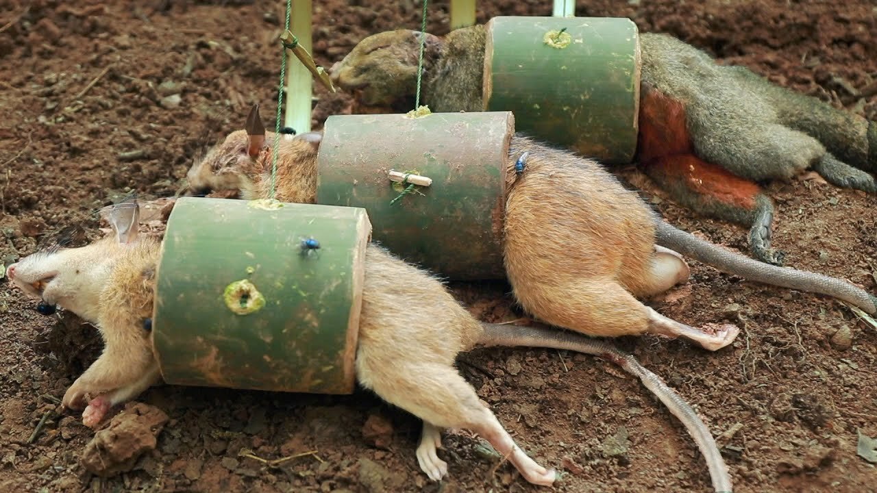 Ingenious Bamboo Trap: A Primitive Solution for Jungle Rats