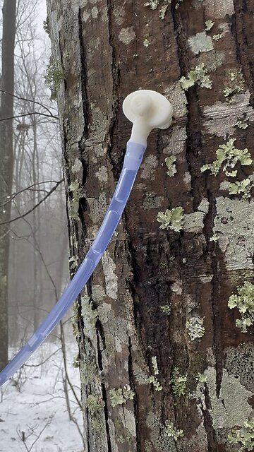 Maple Sap Flowing