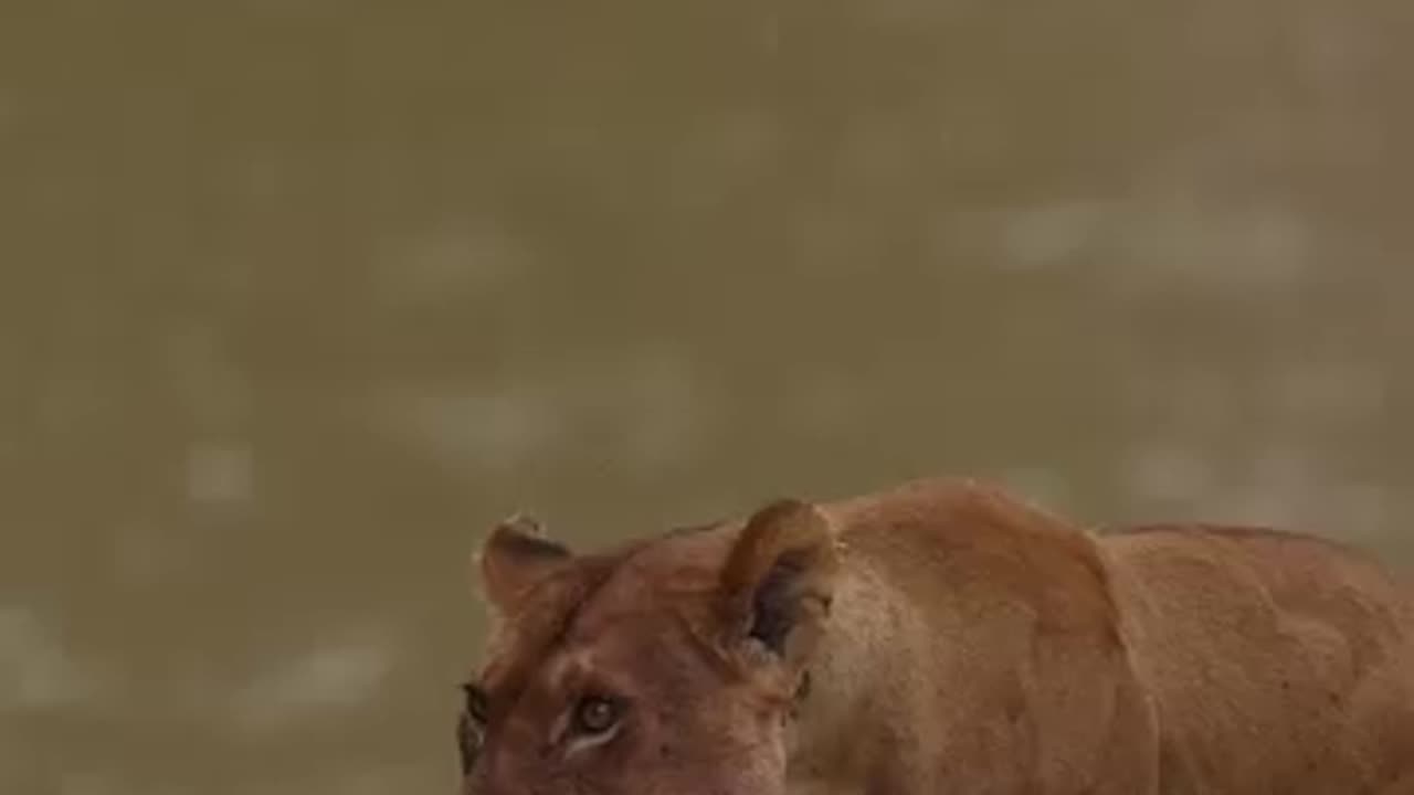 The Lion King || Animal world