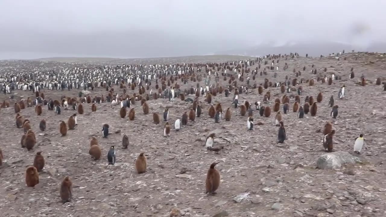 Penguins Colony