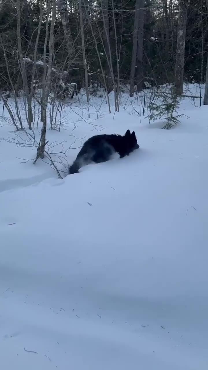 Dogs Playing in The Deep Maine Snow