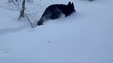 Dogs Playing in The Deep Maine Snow 