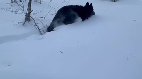 Dogs Playing in The Deep Maine Snow