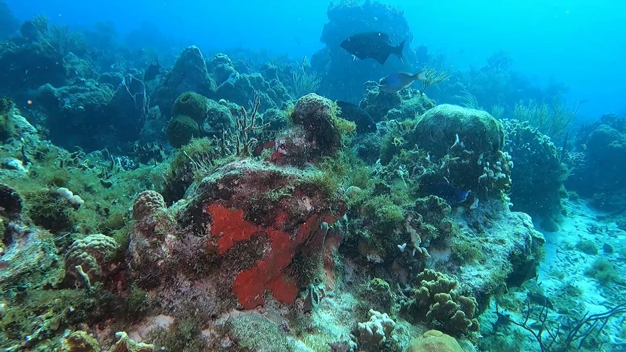 Scuba diving in Cozumel, Mexico. December 2024. Part 1