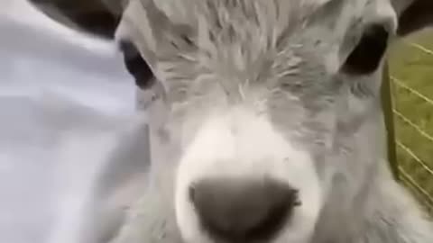 funny animal videos
