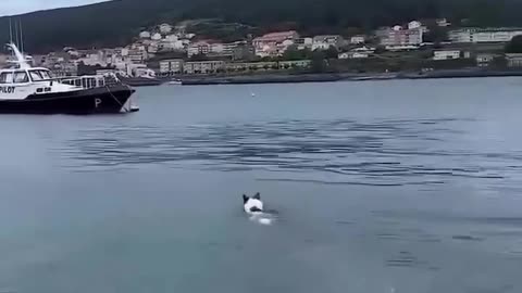 Unlikely Friendships: A Dolphin & a Dog 🐬