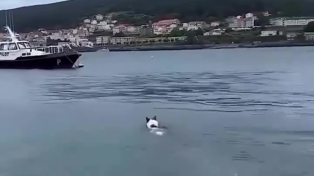 Unlikely Friendships: A Dolphin & a Dog 🐬