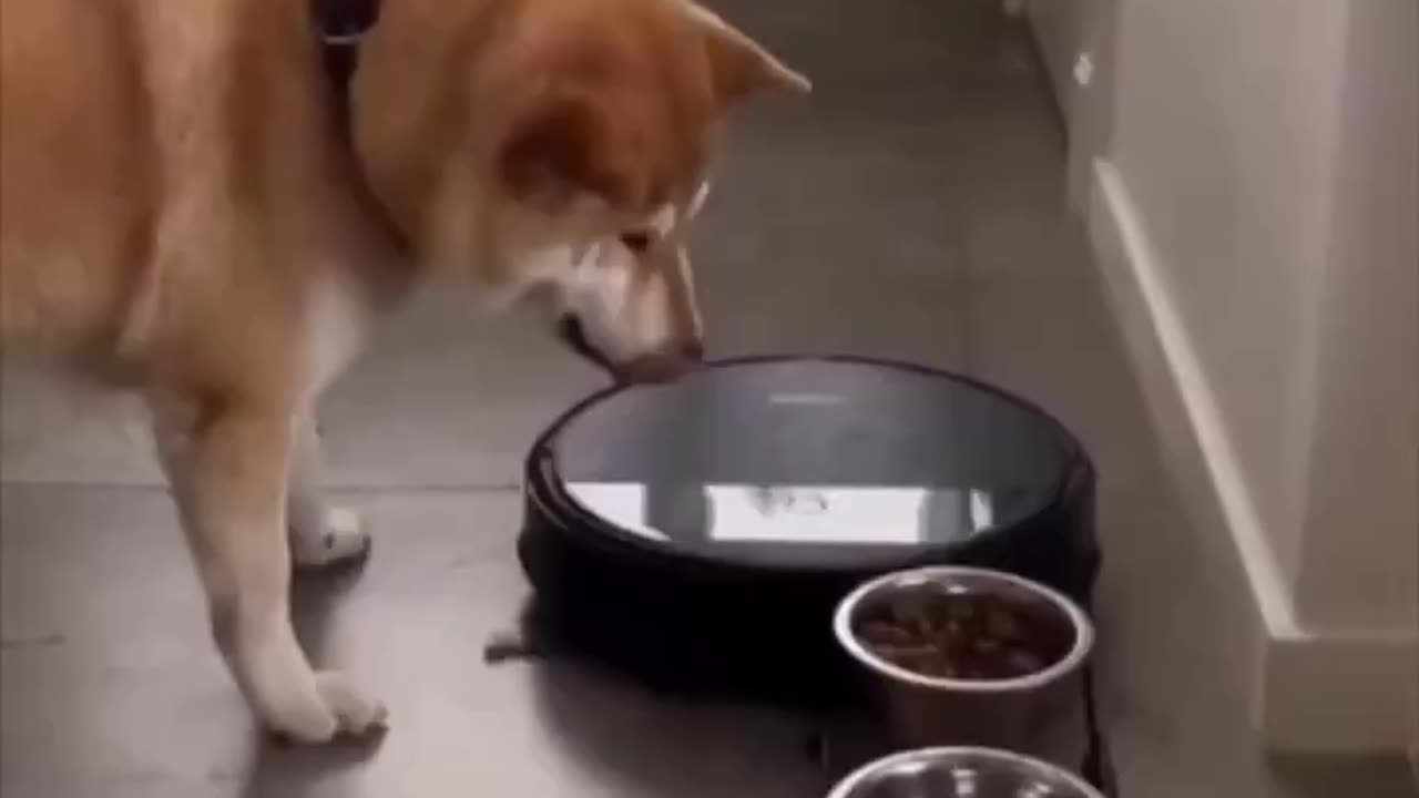 What’s the dog thinking? 😂