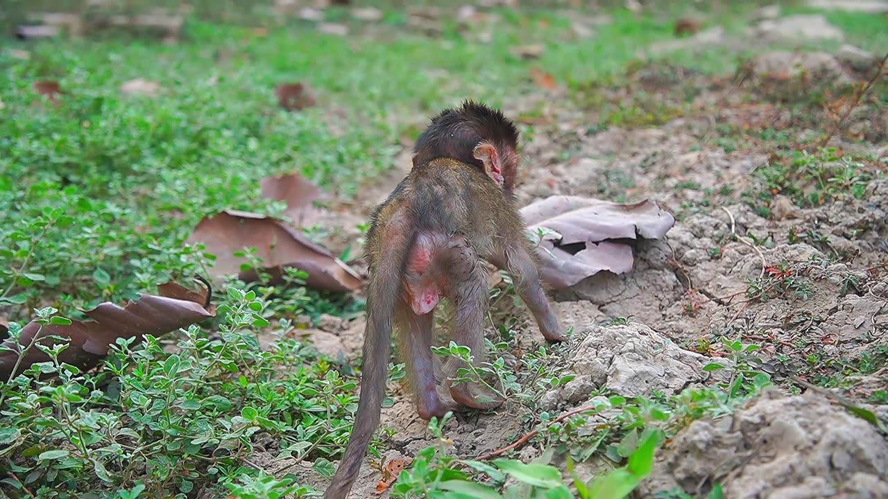 Baby Monkey MADESON's Condition Is in Concerned Moment?