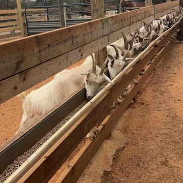 Our latest method for feeding the goats