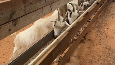 Our latest method for feeding the goats