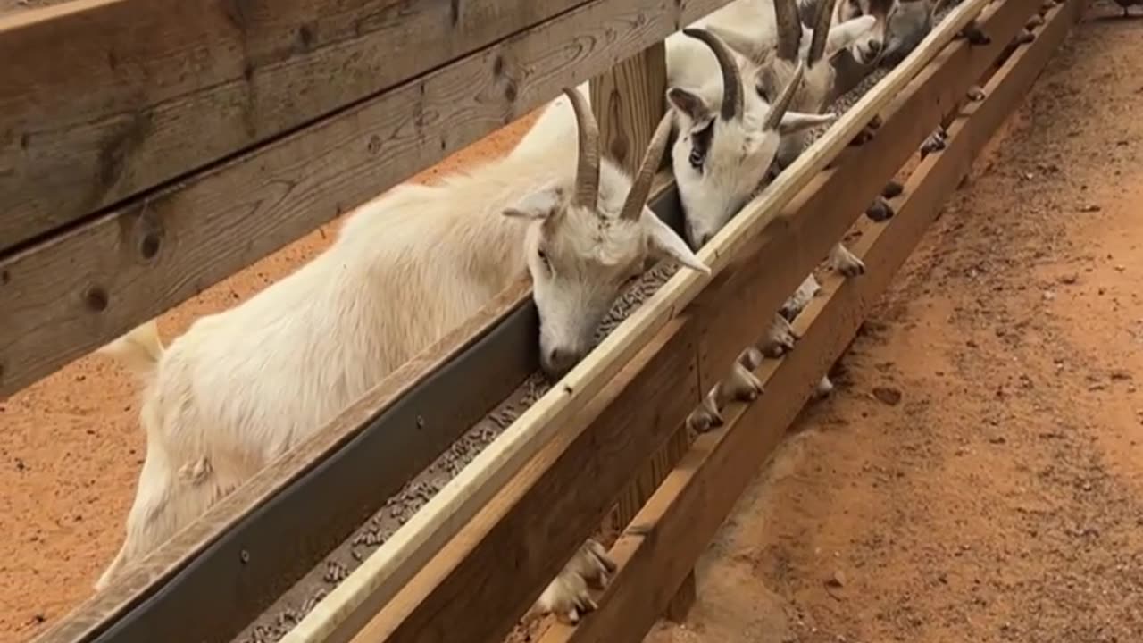 Our latest method for feeding the goats