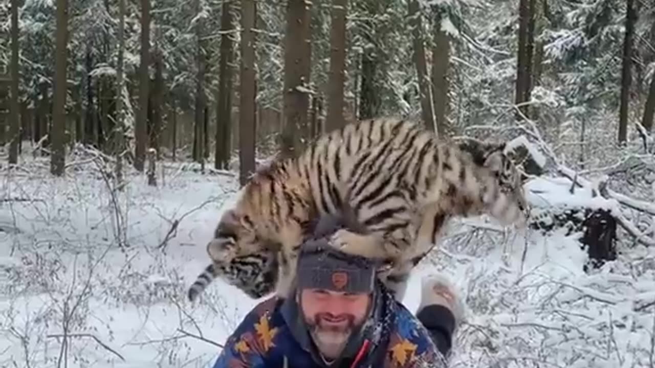 wolf tiger bear