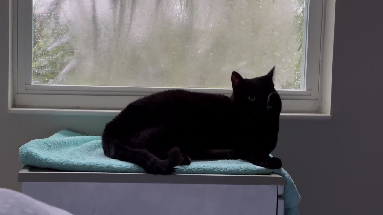 Cute Precious Piper Takes Care of Her Appearance - Adopting a Cat from a Shelter Vlog