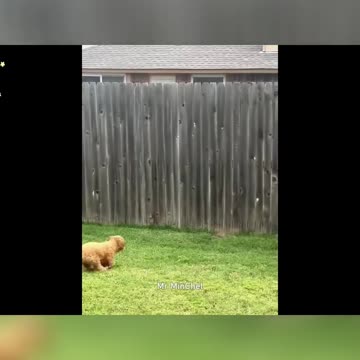 🐶😂 Hilarious Pet Antics Compilation | Try Not to Laugh! 🎬