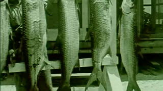 Tarpon Triumph: Home Reel 1929