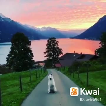 Dog and beautiful landscape