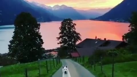 Dog and beautiful landscape