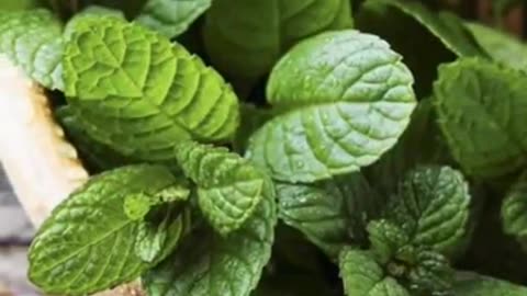 Two benefits of eating mint