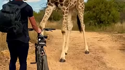 Man riding bike encounters a curios giraffe...