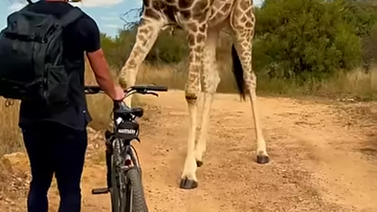 Man riding bike encounters a curios giraffe...