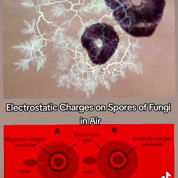 ELECTRIC FUNGI