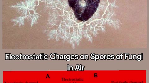 ELECTRIC FUNGI