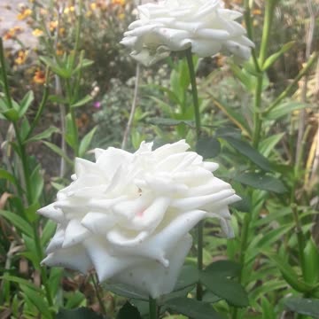 A couple of beautiful roses