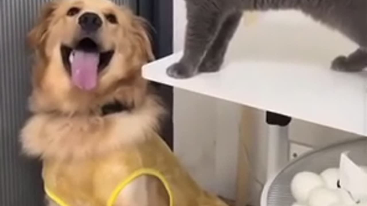 cat&dog