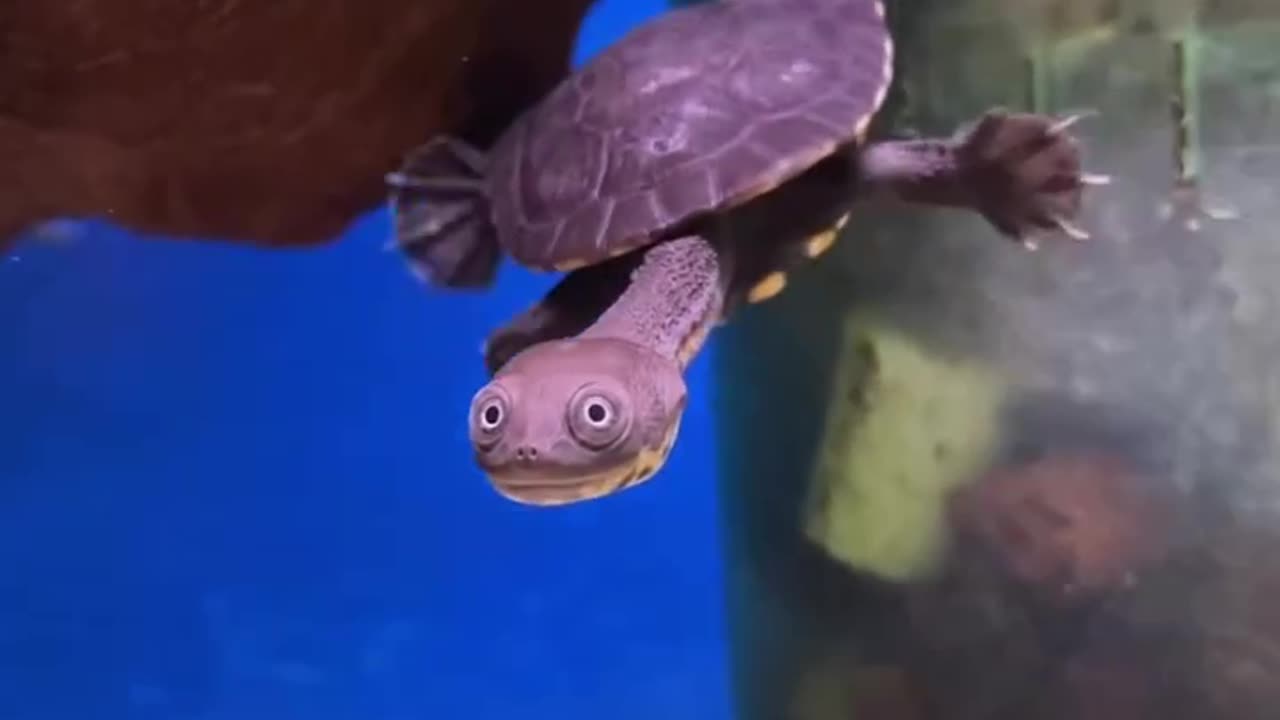 Australian snake-necked turtle🐢