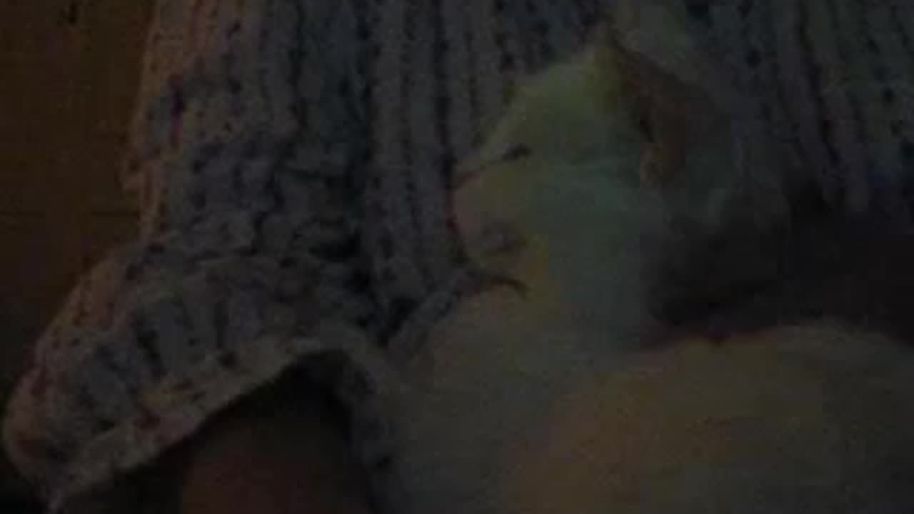 Useless Purrs