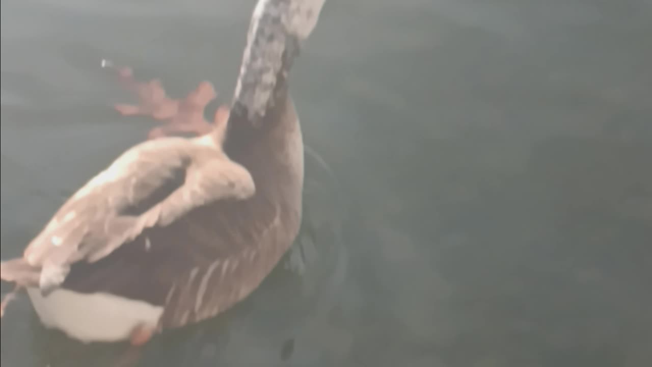 Hybrid goose