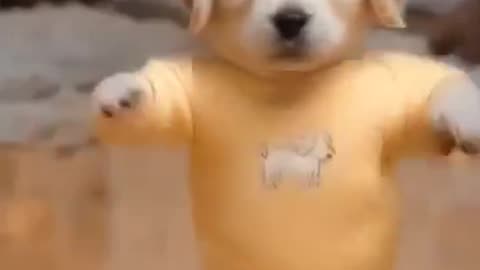 cute dog dance # viral