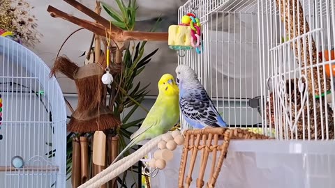 CALM AFTERNOON WITH MY BIRDS 🐦 #budgies #lovebirds #parrotcutevideos