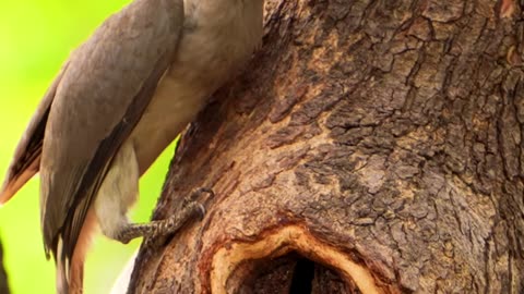 Breathing Moment of Mother feeding baby inside #wildlife#shorts