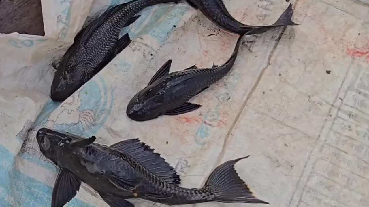 দেখুন বুড়ি গঙ্গা নদীতে ধরা পড়েছে প্রচুর মাছ। এত মাছ কোথায় থেকে আসলো।