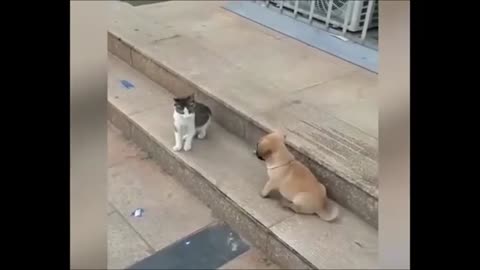 CatFu vs Dog