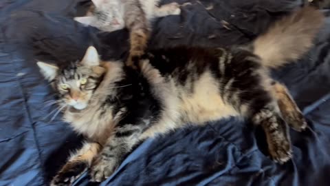 Giant Maine Coon Kitten - Thompson