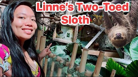 Linne’s Two-Towd Sloth