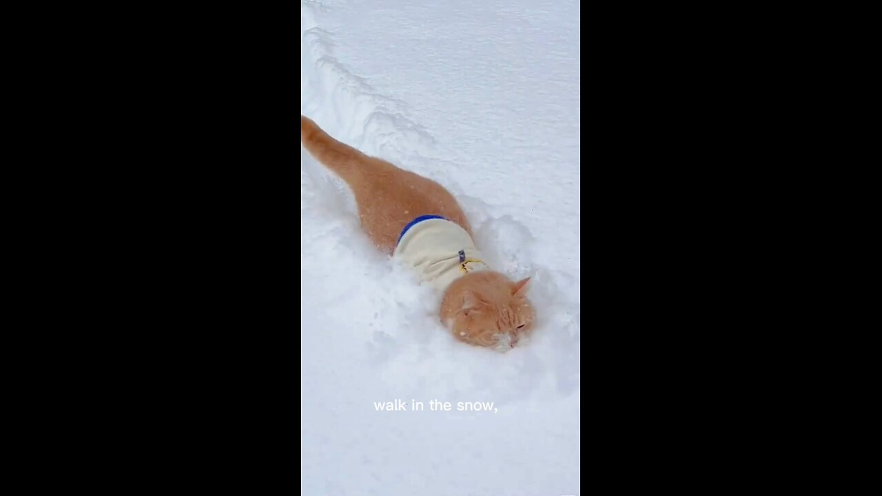 How to eat snow #cat #funny