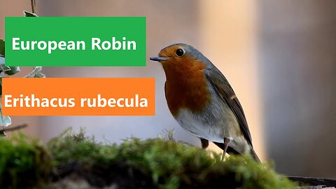 European Robin-Erithacus rubecula