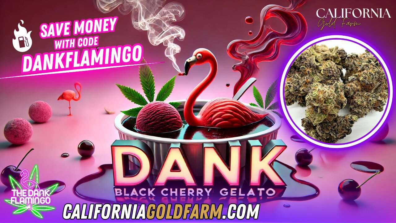 Relaxing with Black Cherry Gelato from California Gold Farm! The Dank Flamingo Review!!