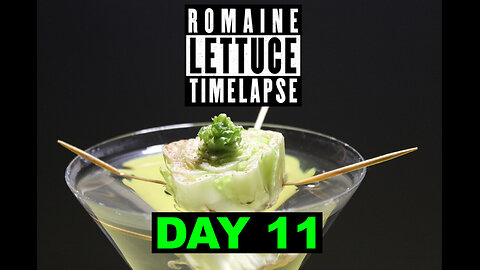 Growing Romaine Lettuce from Scratch in Just 66 Days!