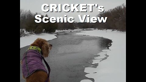 Cricket's Scenic View while walking through the snow at Riverside Park | Feb 2025