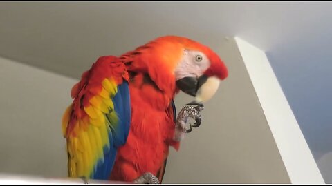 BIRD IMITATES BRUSHING TEETH 🦜 😁 🪥