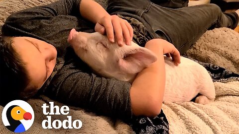 Resilient Baby Pig Leaps Off Truck and Now Lives for Love and Cheerios | The Dodo