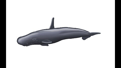 High-Finned Sperm whale