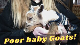 I CANT Believe We Did This To Our NEWBORN Baby GOATS!